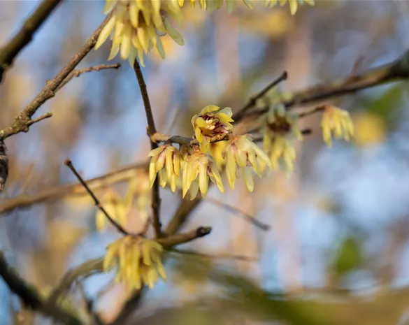 Chimonanthus praecox