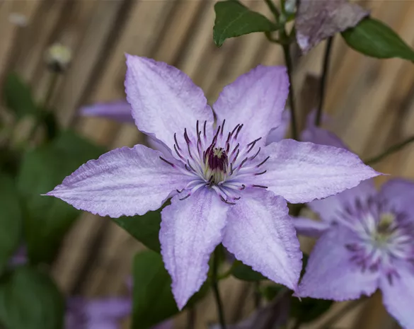 Clematis 'Hagley Hybrid'