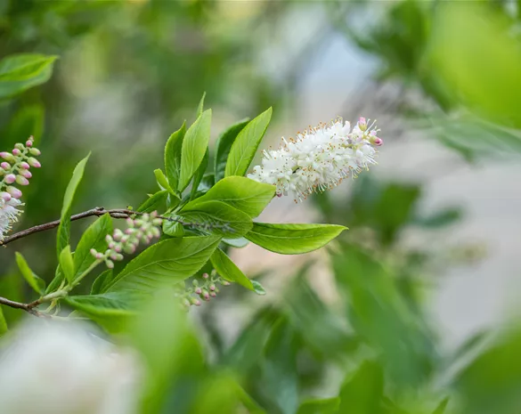 Clethra alnifolia 'Sixteen Candles'