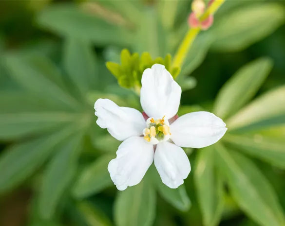 Choisya ternata 'Greenfingers' ®