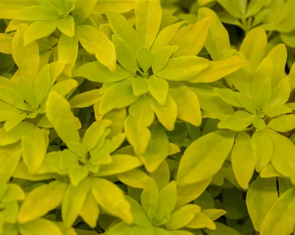 Choisya ternata 'Sundance'