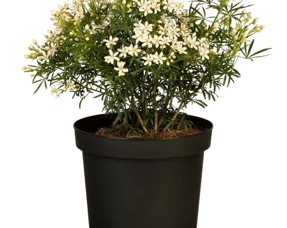 Choisya ternata 'White Dazzler' ®