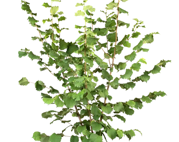 Corylus avellana 'Webbs Preisnuss'