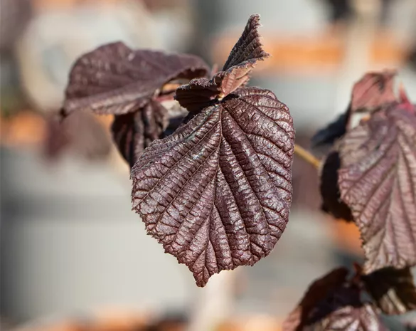 Corylus avellana 'Red Majestic'