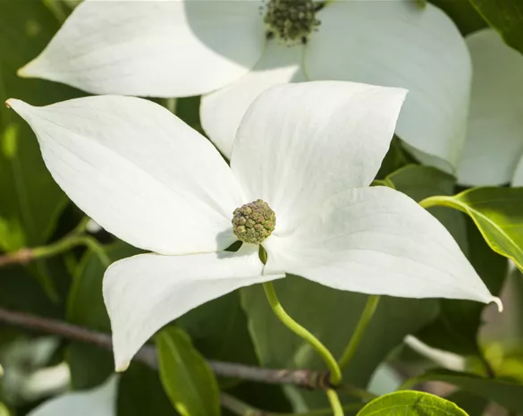 Cornus kousa 'Milky Way'