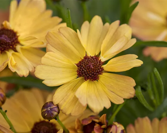 Coreopsis rosea 'Mango Punch' ®