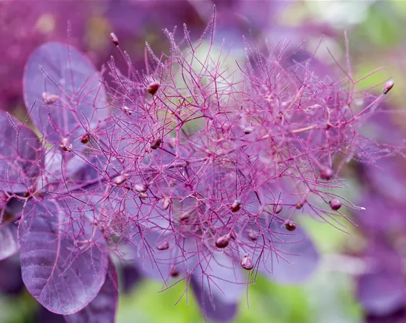 Cotinus coggygria 'Royal Purple'