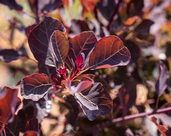 Cotinus coggygria 'Dusky Maiden' ®