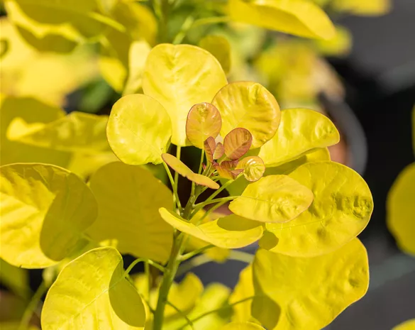 Cotinus coggygria 'Golden Lady' ®