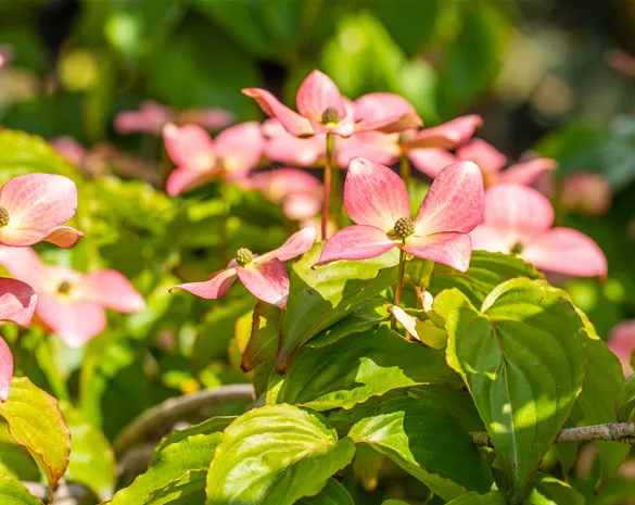 Cornus kousa 'Satomi'®