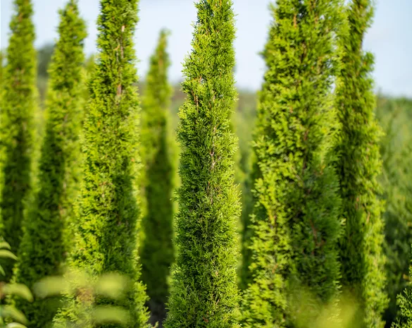 Cupressus sempervirens 'Totem'