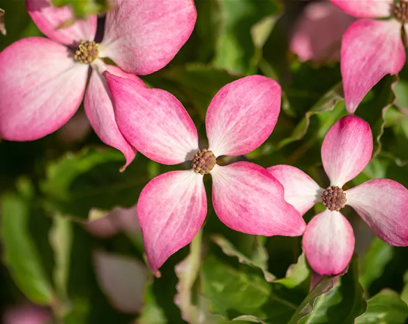 Cornus kousa 'Scarlet Fire' ®