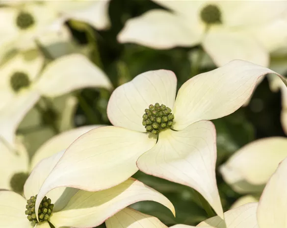 Cornus kousa 'Schmetterling'