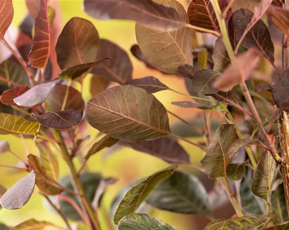 Cotinus coggygria 'Lilla' ®