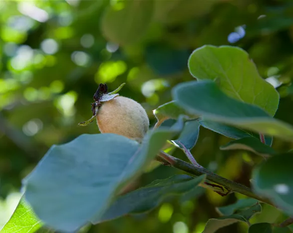 Cydonia obl. 'Champion'