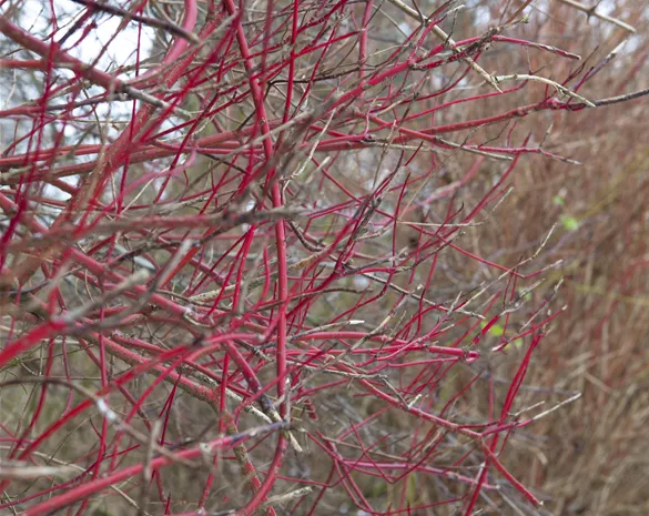 Cornus alba 'Sibirica'
