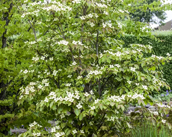 Cornus kousa 'Teutonia'