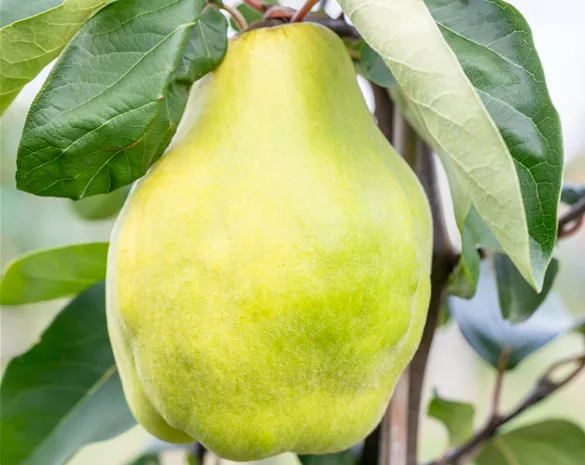 Cydonia obl. 'Portugiesische Birnenquitte' CAC