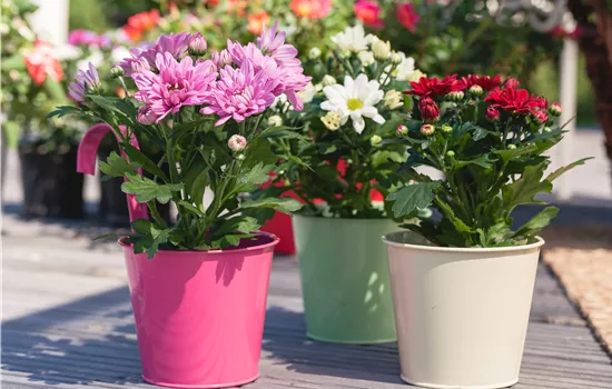 Mit Chrysanthemen den Sommer einfach verlängern