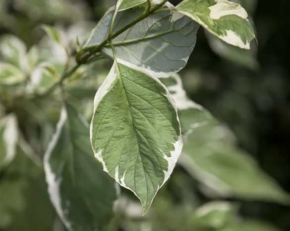 Cornus alba 'Ivory Halo'®