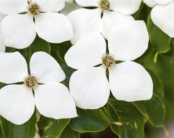 Cornus kousa 'White Fountain'