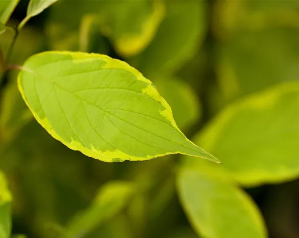 Cornus alba 'Spaethii'