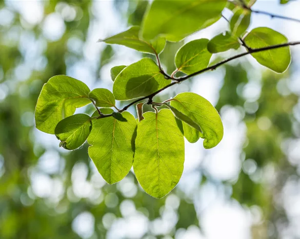 Cydonia oblonga 'Vranja' CAC