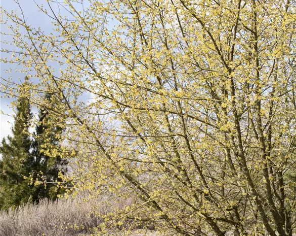 Cornus mas