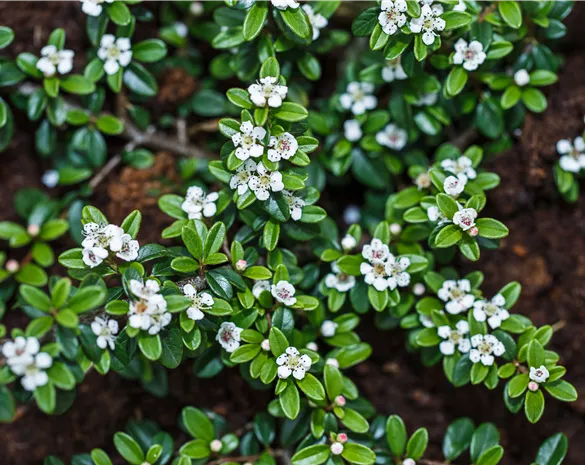 Cotoneaster dammeri 'Coral Beauty'