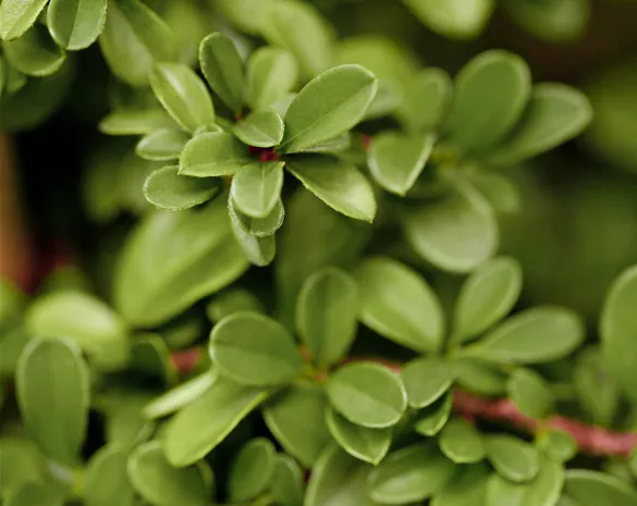 Cotoneaster dammeri 'Frieders Evergreen'