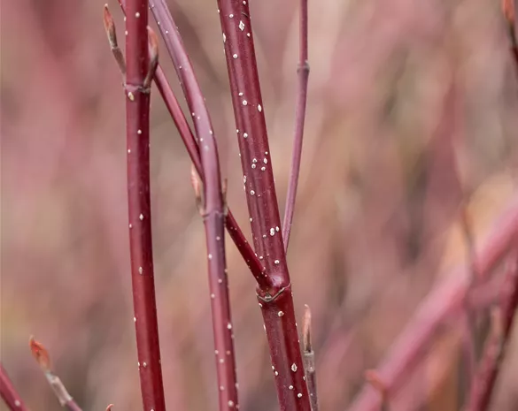Cornus alba 'Miracle' ®
