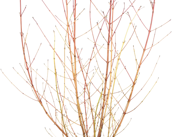 Cornus sang. 'Anny´s Winter Orange'
