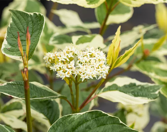 Cornus alba 'Sibirica Variegata'