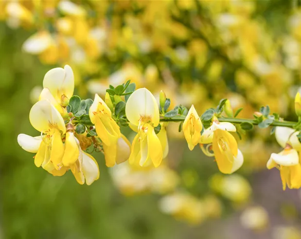 Cytisus praecox 'Allgold'