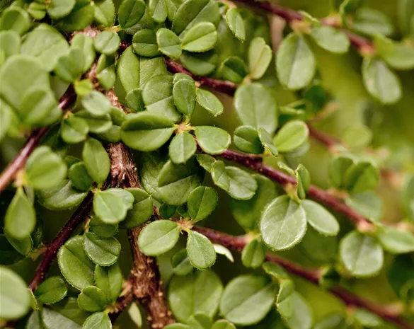 Cotoneaster procumbens 'Streibs Findling'