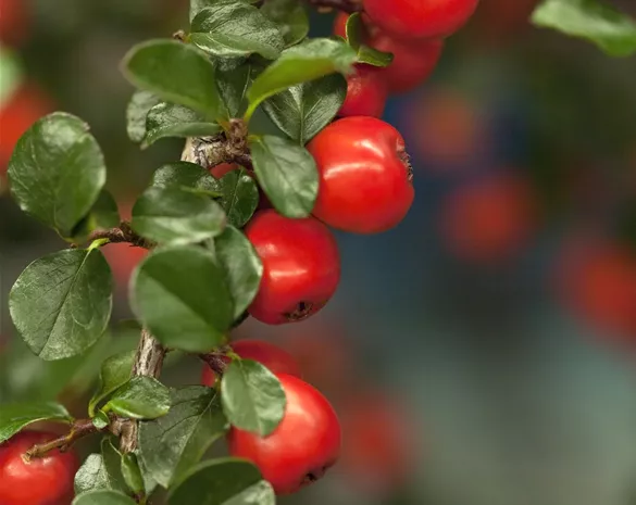 Cotoneaster praecox 'Boer'