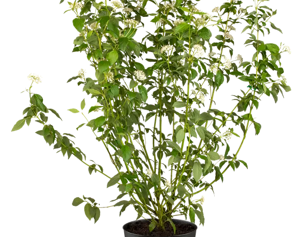 Cornus stolonifera 'Flaviramea'