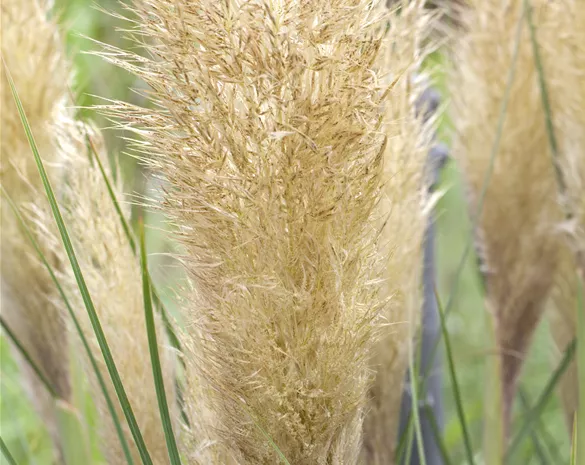 Cortaderia selloana 'Tiny Pampa' ®