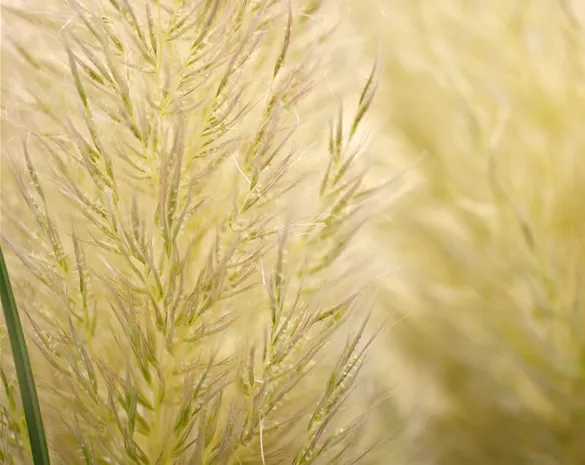 Cortaderia selloana 'Evita'-S-