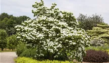 Japanischer Blumen-Hartriegel