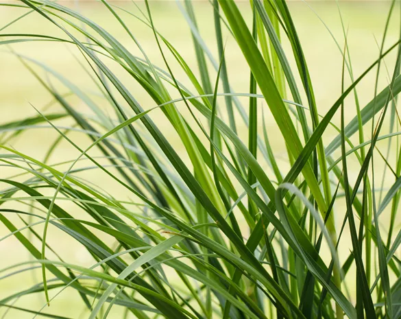 Cortaderia selloana 'Rosea'