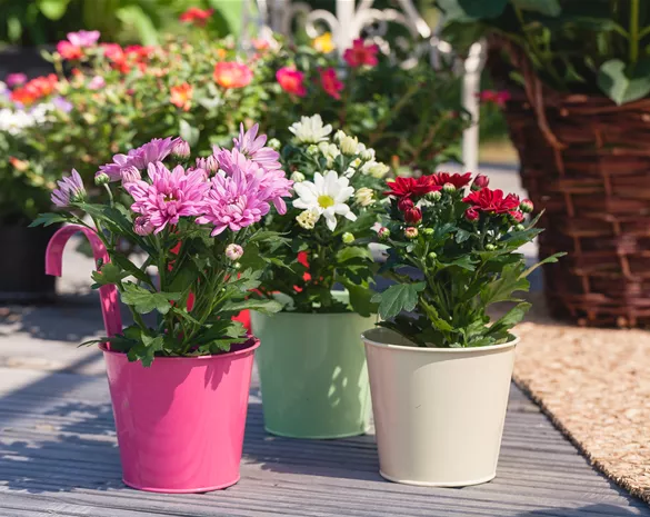 Chrysanthemen pflanzen und den Sommer verlängern