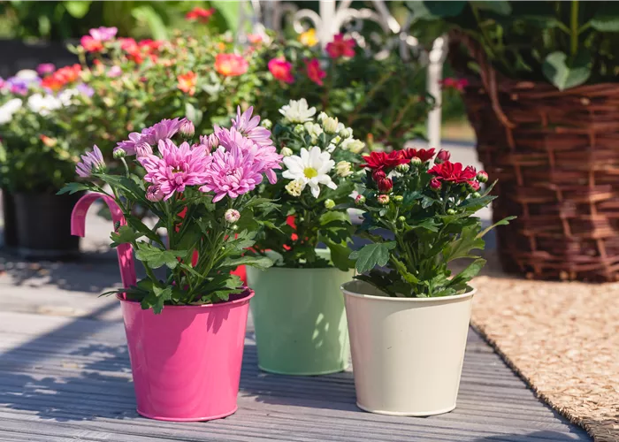 Chrysanthemen pflanzen und den Sommer verlängern