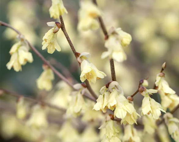 Corylopsis pauciflora