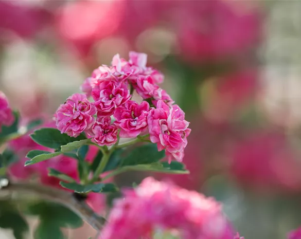 Crataegus laevigata 'Paul's Scarlet'