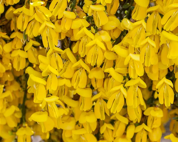 Cytisus scoparius 'Golden Tears'