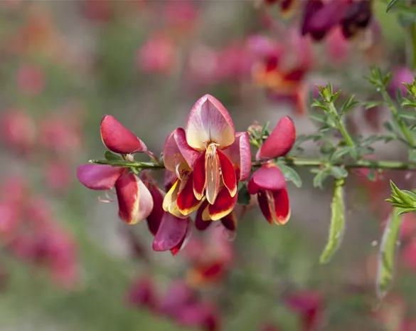 Cytisus scoparius 'Goldfinch'