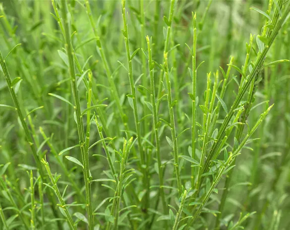 Cytisus scoparius 'Lena'