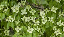 Japanischer Blumen-Hartriegel
