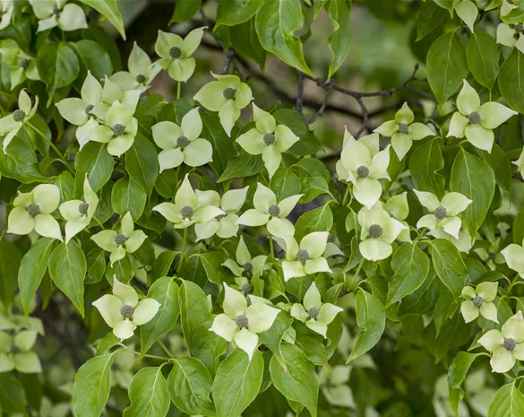 Cornus kousa 'China Girl'